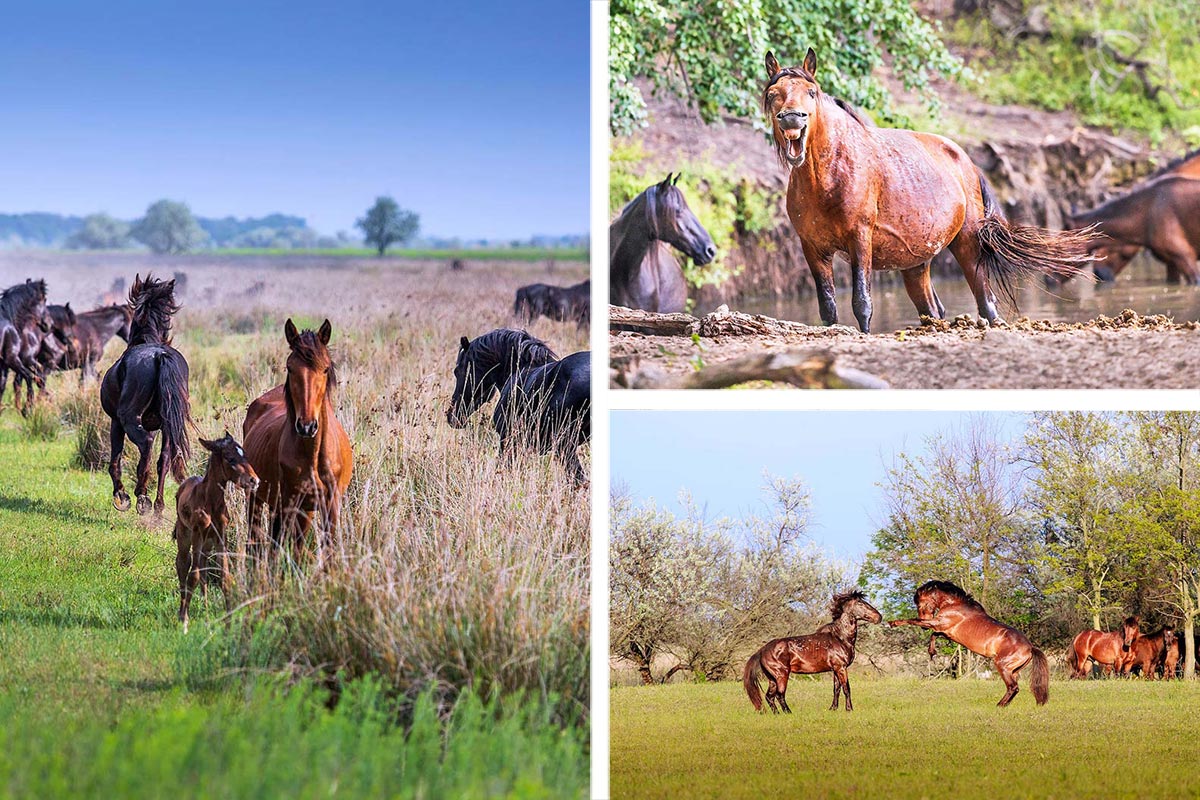 Wild horses from the Danube Delta